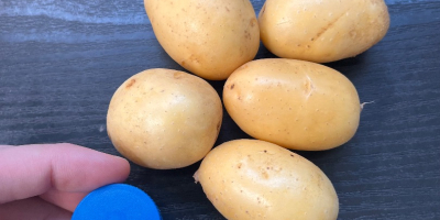 Vendo patate novelle, varietà Queen Anna, calibro 20-45. Sono