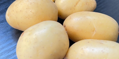 Vendo patate novelle, varietà Queen Anna, calibro 20-45. Sono