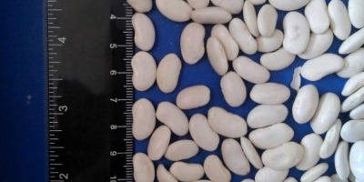 Prémium minőségű fehér bab eladó. Fajták: Lopatka és natúr.