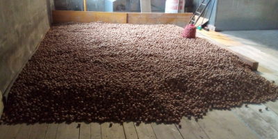 Noci Franquette secche e sgusciate in vendita sfuse. Queste