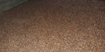 Noci Franquette secche e sgusciate in vendita sfuse. Queste