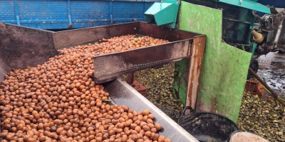 Noci Franquette secche e sgusciate in vendita sfuse. Queste