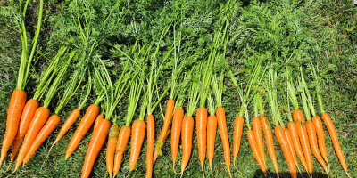 We are a family company that grows GLOBAL.GAP certified