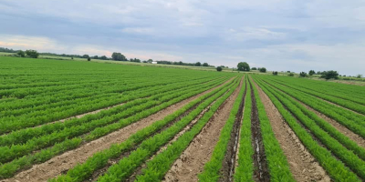 We are a family company that grows GLOBAL.GAP certified