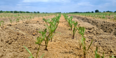 We are a family company that grows GLOBAL.GAP certified