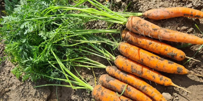 We are a family company that grows GLOBAL.GAP certified