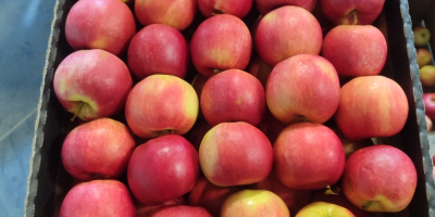 I will sell Idareta 65+ quantity of trucks and