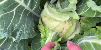 Ich verkaufe Blumenkohl der Sorte Santa Maria, etwa 2-3