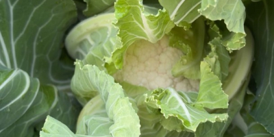 Ich verkaufe Blumenkohl der Sorte Santa Maria, etwa 2-3