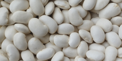 Hello, we offer for sale Jaś Karlowy beans in