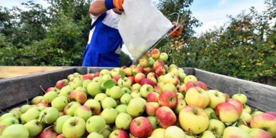 Wir können Ihnen 50 bis 200 Tonnen verschiedener Apfelsorten