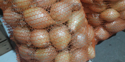 Ich verkaufe süße Ausstellungszwiebeln aus der diesjährigen Ernte. –