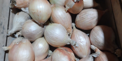 Ich verkaufe süße Ausstellungszwiebeln aus der diesjährigen Ernte. –