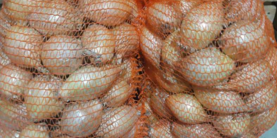 Ich verkaufe süße Ausstellungszwiebeln aus der diesjährigen Ernte. –