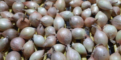 Ich verkaufe süße Ausstellungszwiebeln aus der diesjährigen Ernte. –