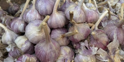 Mi chiamo Nurlybek e rappresento KZ EXPORT. Siamo lieti