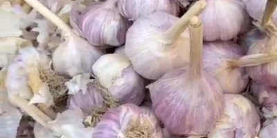 Mi chiamo Nurlybek e rappresento KZ EXPORT. Siamo lieti