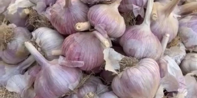 Mi chiamo Nurlybek e rappresento KZ EXPORT. Siamo lieti