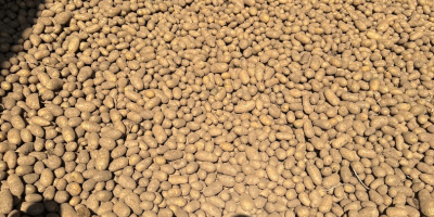 I will sell edible potatoes with phytosanitary tests queen