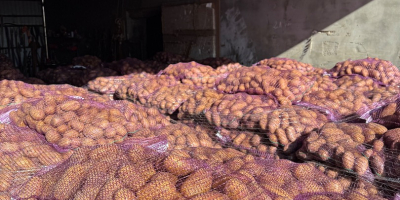 I will sell edible potatoes with phytosanitary tests queen