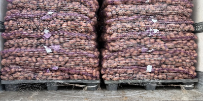 I will sell edible potatoes with phytosanitary tests queen