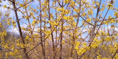 De vânzare 200 kg de corn de soiul Juliusz