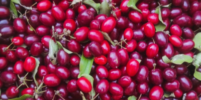 Продавам 200 кг дрян сорт Юлиус (Cornus mas Juliusz).