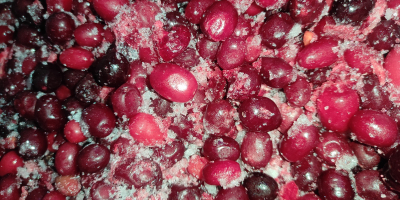 Продавам 200 кг дрян сорт Юлиус (Cornus mas Juliusz).