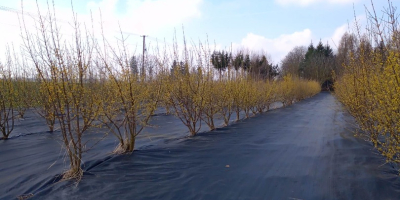 De vânzare 200 kg de corn de soiul Juliusz