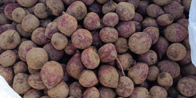 Vând sfeclă roșie din soiul Monty. Produsele de pe