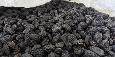 Stanley prunes, produced in Moldova. Large, uncalibrated, pitted. Packed