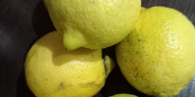 Нетретирани лимуни