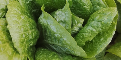 Hochwertiger Römersalat (Sorten Isasa und Eisbergsalat). Der Preis kann