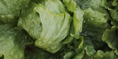 Hochwertiger Römersalat (Sorten Isasa und Eisbergsalat). Der Preis kann