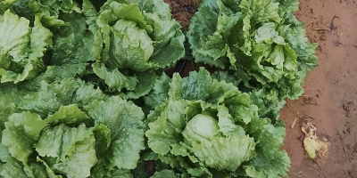 Hochwertiger Römersalat (Sorten Isasa und Eisbergsalat). Der Preis kann