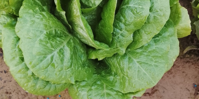 Hochwertiger Römersalat (Sorten Isasa und Eisbergsalat). Der Preis kann
