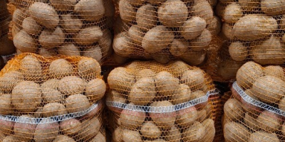 I'm selling Vineta edible potatoes from the farm. The