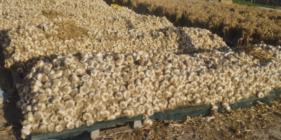 125 000 луковици на връзки по 25 бр. в