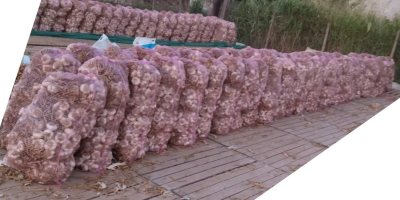 125 000 луковици на връзки по 25 бр. в