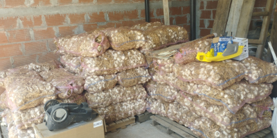 125 000 луковици на връзки по 25 бр. в