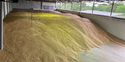 We sell organic peeled spelt 2025 g in quantities