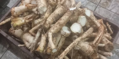 Hrean de casă de vânzare În rădăcini În borcane