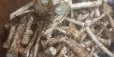 Hrean de casă de vânzare În rădăcini În borcane