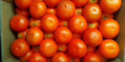 Sehr geehrte Damen und Herren, wir sind ein ägyptisches