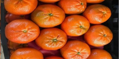 Sehr geehrte Damen und Herren, wir sind ein ägyptisches