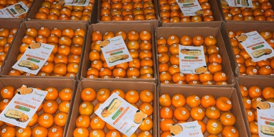 We are pleased to offer premium-quality fresh oranges directly