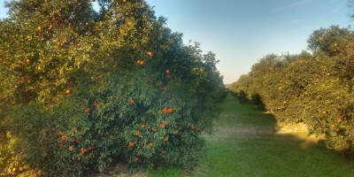 We are pleased to offer premium-quality fresh oranges directly