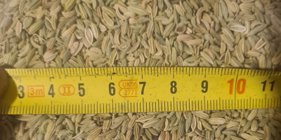 99,5%-os tisztaságú édesköménymag EXW Bulgáriából, 24 tonna minimális rendelési