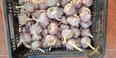 I'm selling Harnaś garlic. We offer sizes 4.5 to