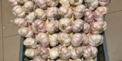 I'm selling Harnaś garlic. We offer sizes 4.5 to